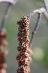 Hazel alder <BR>Tag alder